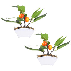 Homestic Pack of 2 Artificial Plants for Home Décor|Natural Looking Indoor Fake Plants with Pot|Artificial Flowers for Decoration (Orange)