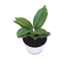 Kuber Industries Artificial Plants for Home Décor|Natural Looking Indoor Fake Plants with Pot|Artificial Flowers for Decoration-Pack of 5 (Green)