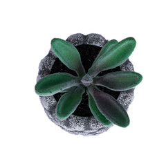 Kuber Industries Artificial Plants for Home Décor|Natural Looking Indoor Fake Plants with Pot|Artificial Flowers for Decoration-Pack of 5 (Green)