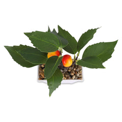 Homestic Pack of 5 Artificial Plants for Home D?cor|Natural Looking Indoor Fake Plants with Pot|Artificial Flowers for Decoration (Orange)