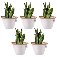 Kuber Industries Cotton Woven Storage Basket With Handle|Shelf Basket Hamper|Organizer for Toys, Socks, Cosmetic|Capacity 21 L|Pack Of 5|White|