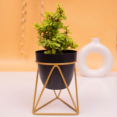 Heart Home Planter | Planter Pot Stand for Outdoor | Planter Stand for Garden | Plant Stand for Home | Gamla Stand for Home | Metal Indoor Pots with Drainage Hole | Set of 1 | Black