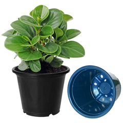 Kuber Industries Plastic Planters|Gamla|Flower Pots for Garden Nursery Home Décor,8"x6",Pack of 3 (Black,Blue,Red)
