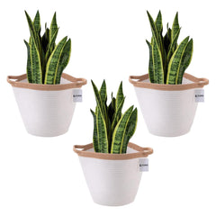 Kuber Industries Cotton Woven Storage Basket With Handle|Shelf Basket Hamper|Organizer for Toys, Socks, Cosmetic|Capacity 21 L|Pack Of 3|White|