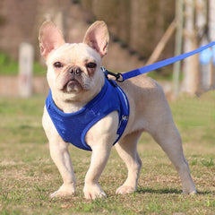 Kuber Industries Reflective Dog Harness with Adjustable Leash|Breathable Polyester Mesh Fabric |Small Size|HT-844|Comfortable No-Pull Grip|Quick Release Buckles|Easy On-Off Harness|Blue (Pack of 2)