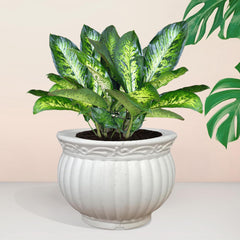 Heart Home Kanha Matki Flower Pot | Flower Planter Pots for Indoor | Flower Pots for Outdoor | Pot for Garden & Balcony Flowering | Flower Plants Pot | 6 Inch | White
