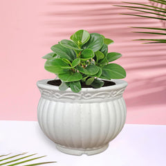 Heart Home Kanha Matki Flower Pot | Flower Planter Pots for Indoor | Flower Pots for Outdoor | Pot for Garden & Balcony Flowering | Flower Plants Pot | 6 Inch | White