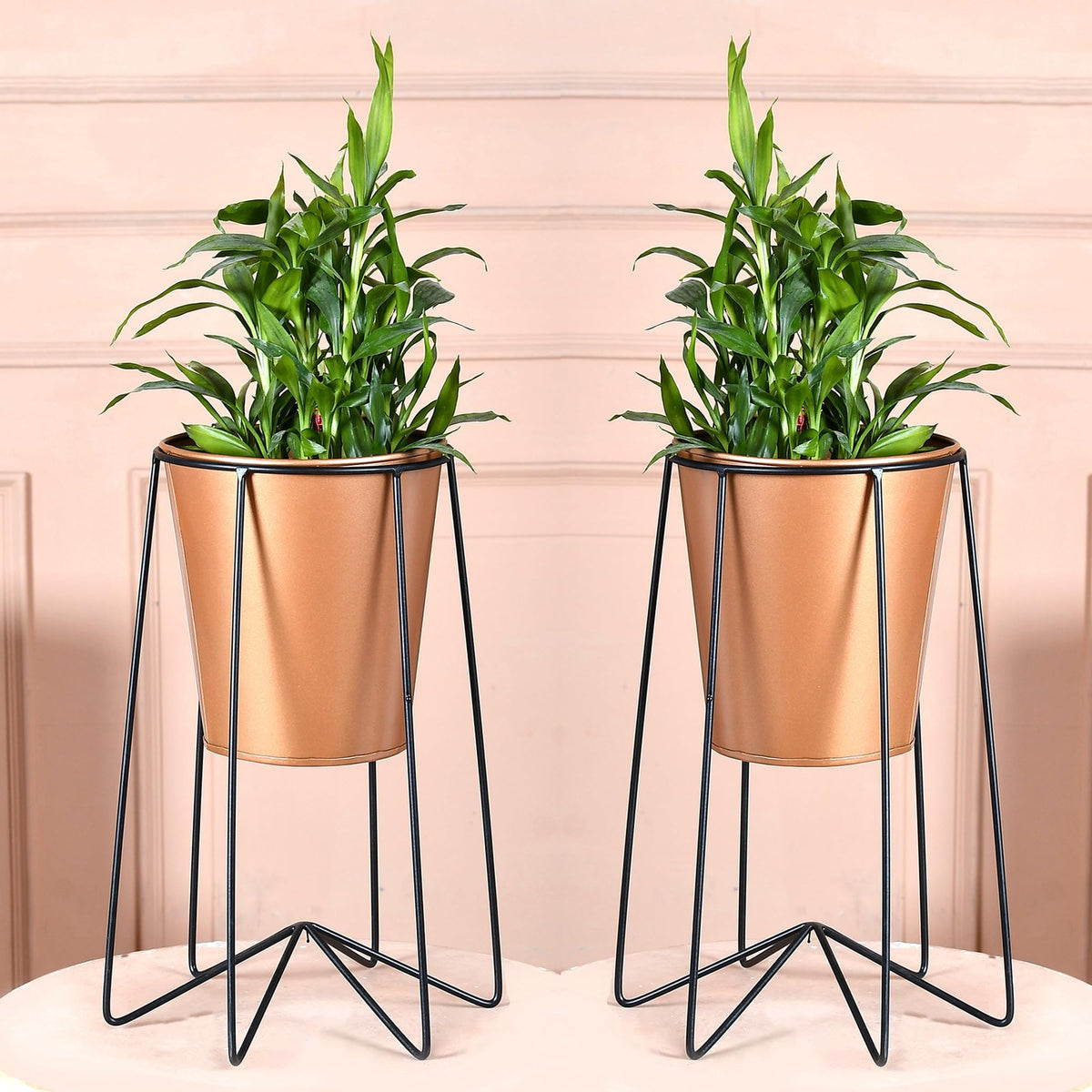 Urbane Home Planter | Planter Pot Stand for Outdoor | Plant Stand for Living Room | Gamla Stand for Home | Plant Stand for Home | Metal Pot Stand with Bucket Planter | Set of 2 | Gold