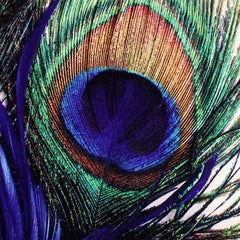 Kuber Industries Cushion Cover|Ractangle Cushion Covers|Sofa Cushion Covers|Cushion Covers 16 inch x 16 inch|Cushion Cover Set of 5|Multicolor