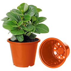 Kuber Industries Plastic Planters|Gamla|Flower Pots for Garden Nursery Home Décor,8"x6",Pack of 10 (Orange)