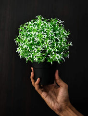 Kuber Industries Faux Plants Artificial Plants with Mini Plastic Pot- Pack of 2 (Green)-HS_38_KUBMART21466