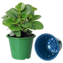 Heart Home Durable Plastic Flower Pot|Gamla for Indoor Home Decor & Outdoor Balcony,Garden,6"x5",Pack of 3 (Orange,Green,Blue)