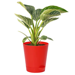 Kuber Industries Plastic Titan Pot|Garden Container for Plants & Flowers|Self-Watering Pot with Drainage Holes,6 Inch (Red)