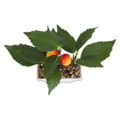 Kuber Industries Artificial Plants for Home Décor|Natural Looking Indoor Fake Plants with Pot|Artificial Flowers for Decoration (Orange)