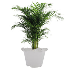 Kuber Industries Blossom Flower Pot|Durable Plastic Flower Pot|Gamla with Drain Holes for Home Décor|Balcony|Garden|8 Inch|Pack of 5 (White)