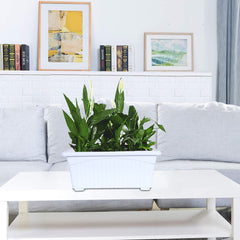 Kuber Industries Rectangular Jupiter Plastic Window Pot|Flower Planter for Home & Balcony,Garden 14 Inches Pack of 5 (White)