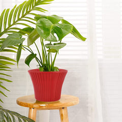 Kuber Industries Sunshine Flower Pot|Durable Plastic Flower Pots|Planters for Home Décor|Garden|Living Room|Balcony|8 Inch|Pack of 2 (Red)