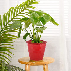 Heart Home Brick Flower Pot|Durable Plastic Flower Pots|Planters for Home Décor|Garden|Living Room|Balcony|8 Inch|Pack of 5 (Red)