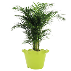Heart Home Blossom Flower Pot|Durable Plastic Flower Pot|Gamla with Drain Holes for Home Décor|Balcony|Garden|8 Inch|Pack of 5 (Green)