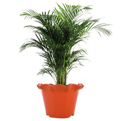 Heart Home Blossom Flower Pot|Durable Plastic Flower Pot|Gamla with Drain Holes for Home Décor|Balcony|Garden|8 Inch|Pack of 5 (Orange)