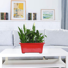 Kuber Industries Rectangular Jupiter Plastic Window Pot|Flower Planter for Home & Balcony,Garden 14 Inches Pack of 5 (Red)
