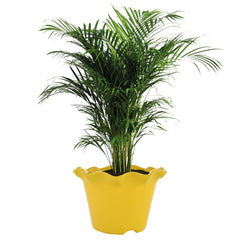 Heart Home Blossom Flower Pot|Durable Plastic Flower Pot|Gamla with Drain Holes for Home Décor|Balcony|Garden|8 Inch|Pack of 4 (Yellow)