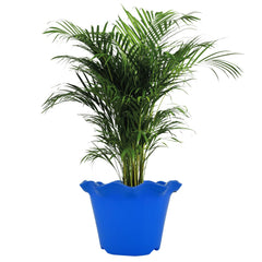 Heart Home Blossom Flower Pot|Durable Plastic Flower Pot|Gamla with Drain Holes for Home Décor|Balcony|Garden|8 Inch|Pack of 3 (Blue)