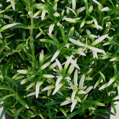 Kuber Industries Faux Plants Artificial Plants with Mini Plastic Pot- Pack of 2 (Green)-HS_38_KUBMART21466